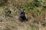 BOULEDOGUE FRANCAIS 227